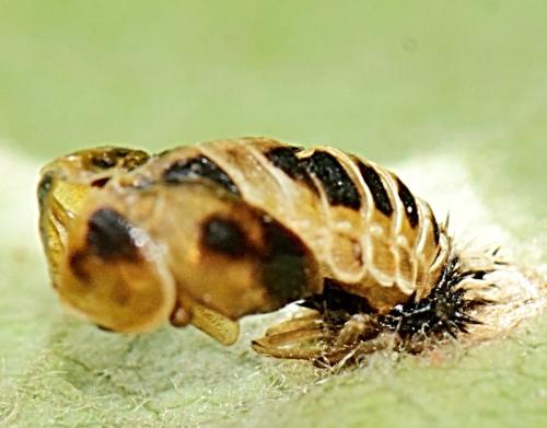 Harmonia axyridis